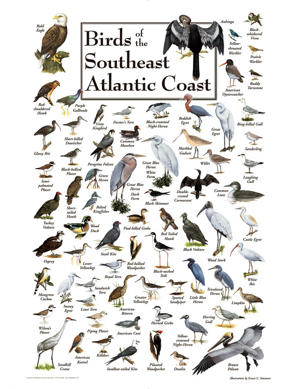 Birds of the South Atlantic Coast Jigsaw Puzzles