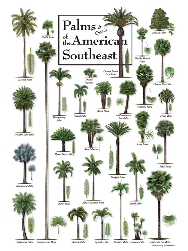 palms-of-the-american-southeast-puzzle-jigsaw-puzzles