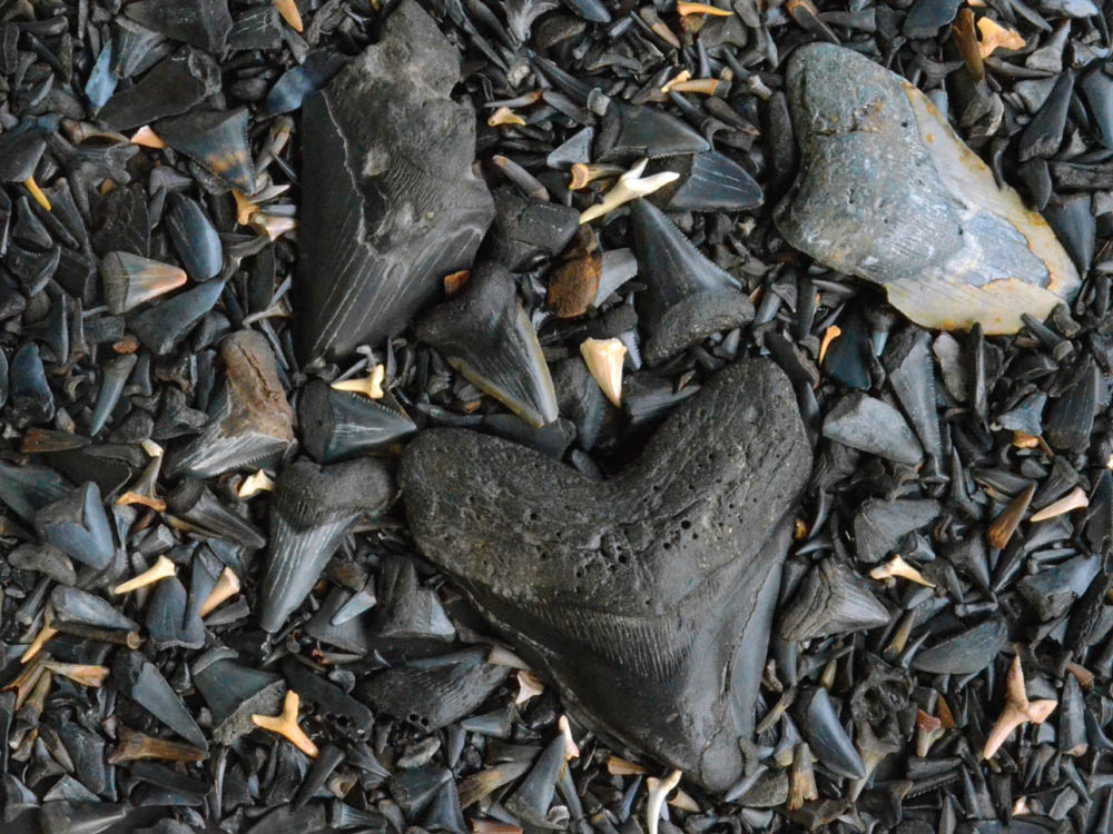 Fossilized Shark's Teeth Puzzle | Jigsaw Puzzles