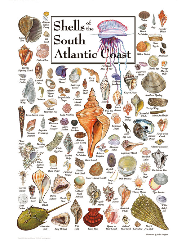 30504 Shells of the South Atlantic