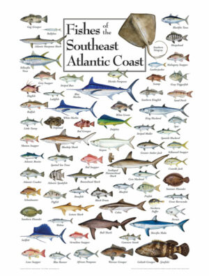 30505 Fishes of the Southeast Atlantic Coast