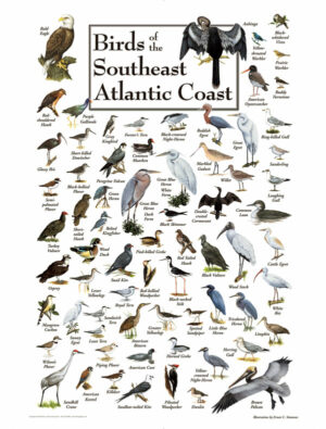 30506 Birds of the Southeast Atlantic Coast