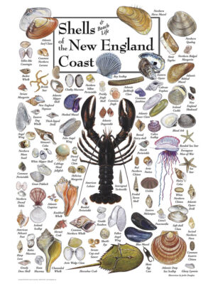 30507 Shells of New England