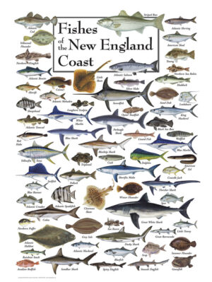 30508 Fishes of New England