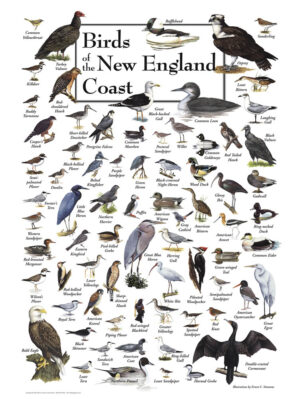 30509 Birds of New England