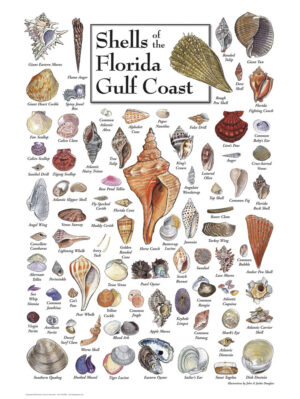 30510 Shells of the Florida Gulf