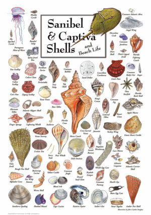 30512 Sanibel & Captiva Shells
