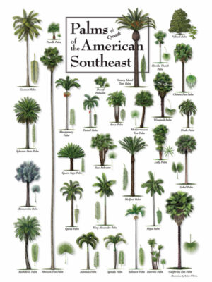 30513 Palms of the American Southeast