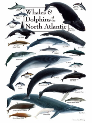 30514 Whales & Dolphins of the North Atlantic 30514