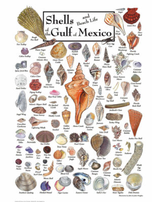 30515 Shells of the Gulf of Mexico