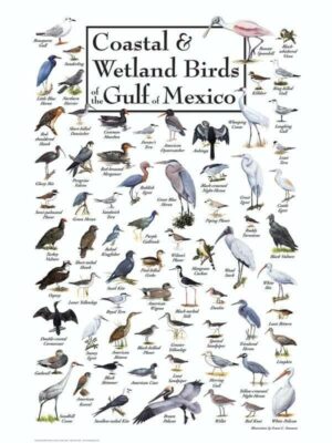 30516 Birds of the Gulf