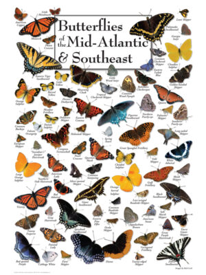 30518 Butterflies of Mid-Atlantic & SE