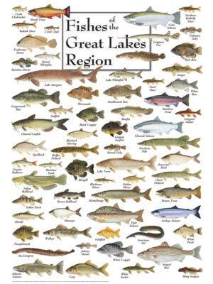 30520 Fishes of the Great Lakes