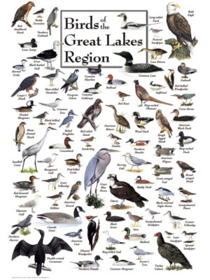30521 Birds of the Great Lakes