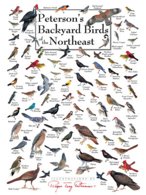 30523 Backyard Birds of the NE