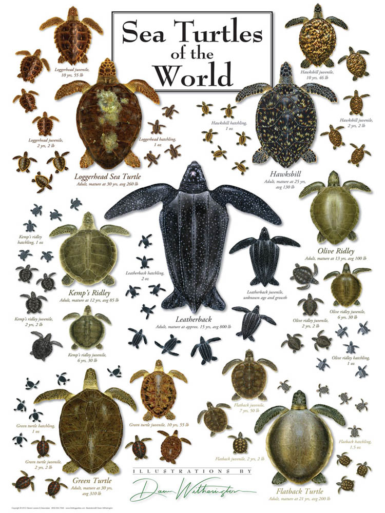 30524 Sea Turtles of the World