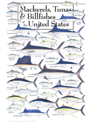 30526 Mackerels, Tunas & Billfish