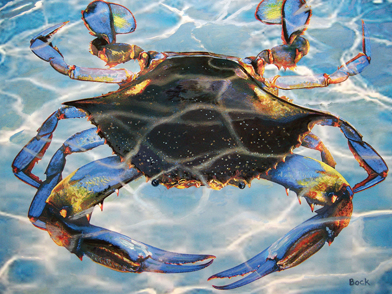 40511 Blue Crab Bay