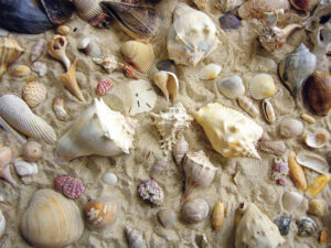 40551 she sells seashells