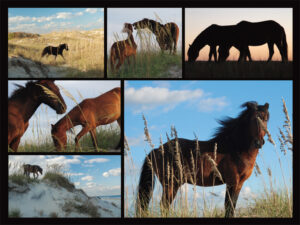 40569 Wild Horses